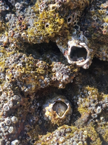 Epopella plicata observed 2026-10-24