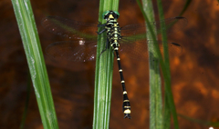 Burmagomphus williamsoni