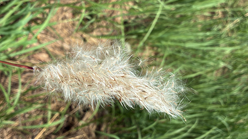 Imperata cylindrica observed 2026-10-24