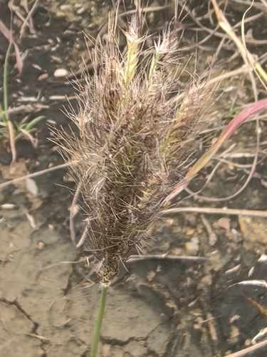 虎尾草