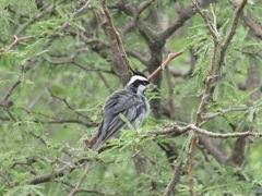 Lophospingus pusillus