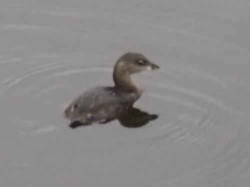 Pied-billed Grebe photograph by the iNaturalist community