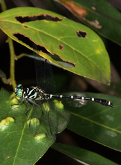 Burmagomphus williamsoni