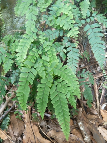 Adiantum formosum observed 2026-10-24