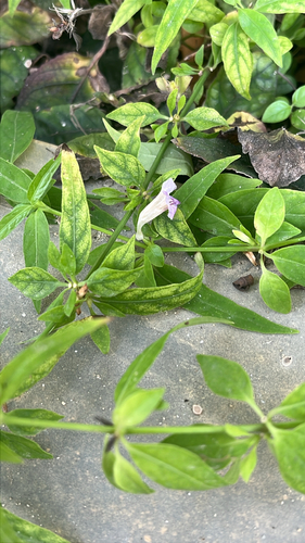 Ruellia repens observed 2026-10-24