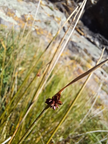 Ficinia nodosa observed 2026-10-24