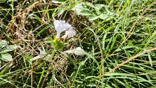 Ipomoea pes-tigridis observed 2026-10-11