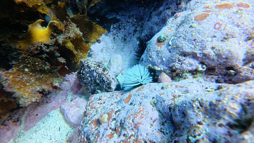 Sabellastarte observed 2026-10-24