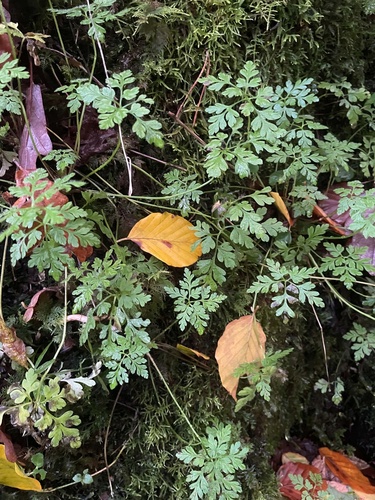 Herb Robert photograph by the iNaturalist community