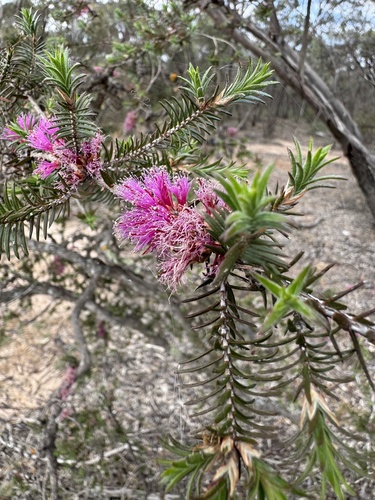 Melaleuca wilsonii observed 2026-10-24