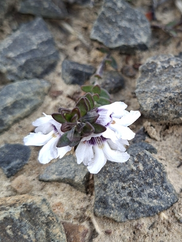 Prostanthera saxicola, 2026-10-24