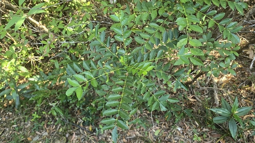 Zanthoxylum avicennae observed 2026-10-24