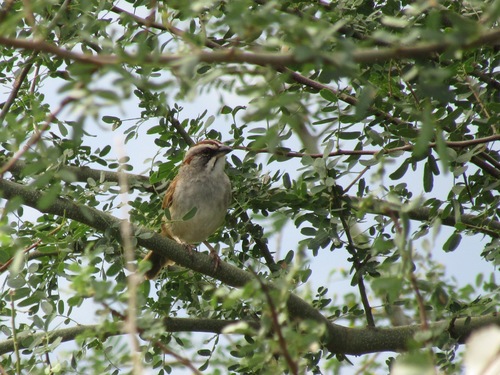 Yungas Sparrow (Rhynchospiza dabbenei), photo 7