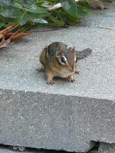 Eastern Chipmunk photograph by the iNaturalist community