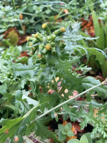 common groundsel photograph by the iNaturalist community