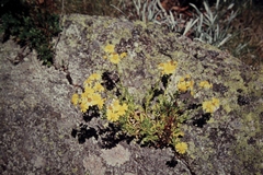 Senecio pinnatifolius alpinus
