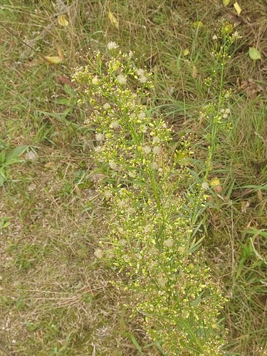 horseweed photograph by the iNaturalist community