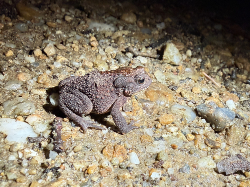 European Toad photograph by the iNaturalist community