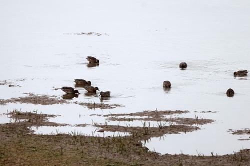 Green-winged Teal photograph by the iNaturalist community