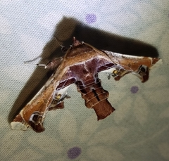 Eutelia pulcherrimus