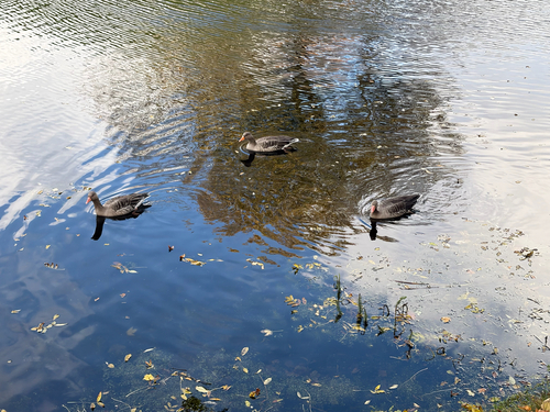 Greylag Goose photograph by the iNaturalist community