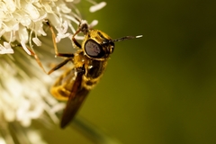 Callicera aurata