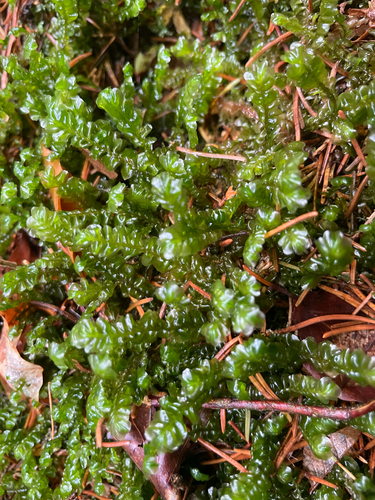 Plagiochila observed 2026-10-23