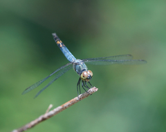 Brachydiplax farinosa