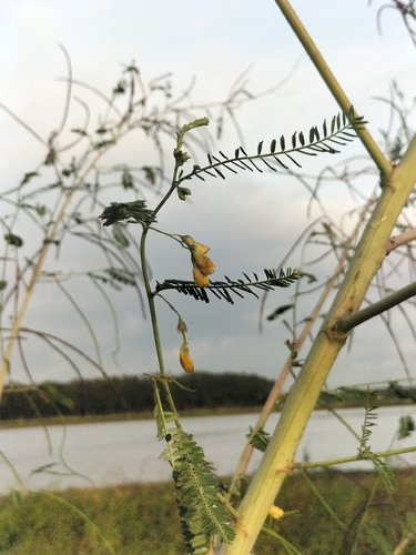 Sesbania cannabina observed 2026-10-24