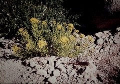 Senecio pinnatifolius alpinus
