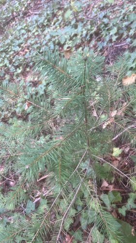 Douglas-fir photograph by the iNaturalist community