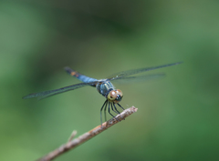 Brachydiplax farinosa