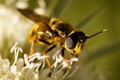 Callicera aurata