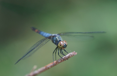 Brachydiplax farinosa