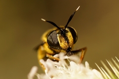 Callicera aurata
