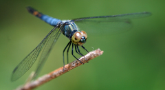 Brachydiplax farinosa