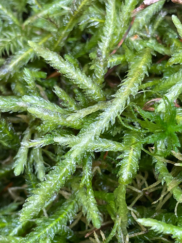 Plagiothecium undulatum observed 2026-10-23
