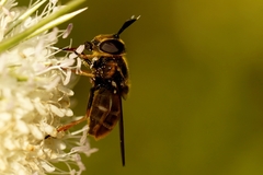 Callicera aurata