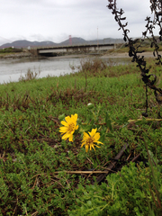 Grindelia stricta angustifolia