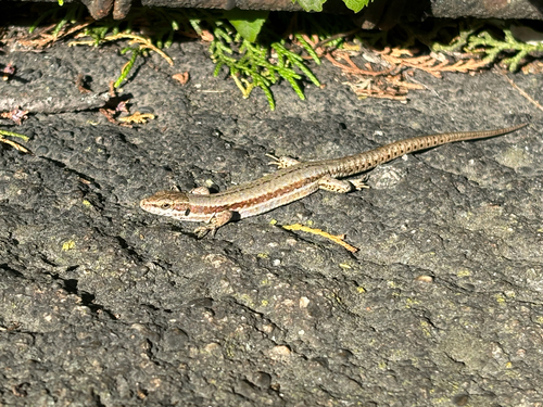 Common Wall Lizard photograph by the iNaturalist community