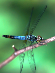 Brachydiplax farinosa