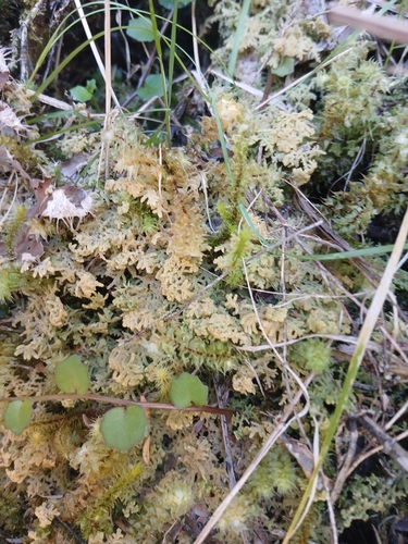 Trichocolea mollissima observed 2026-10-24