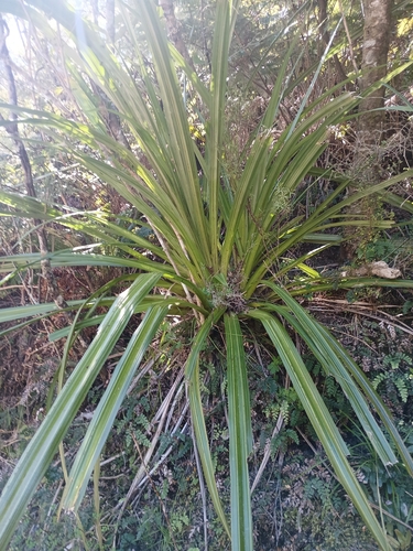 Astelia nervosa observed 2026-10-24
