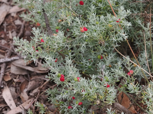 Enchylaena tomentosa observed 2026-10-24