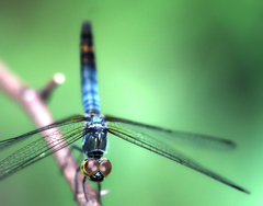 Brachydiplax farinosa