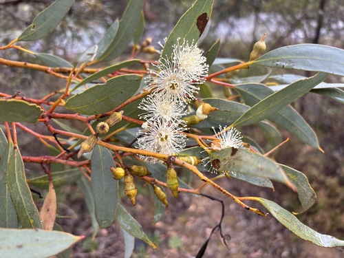 Eucalyptus incrassata observed 2026-10-24