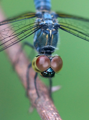 Brachydiplax farinosa