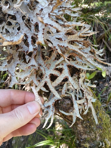 Pseudocyphellaria observed 2026-10-24