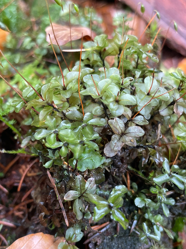 Rhizomnium punctatum observed 2026-10-23