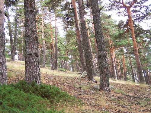 Scots pine photograph by the iNaturalist community